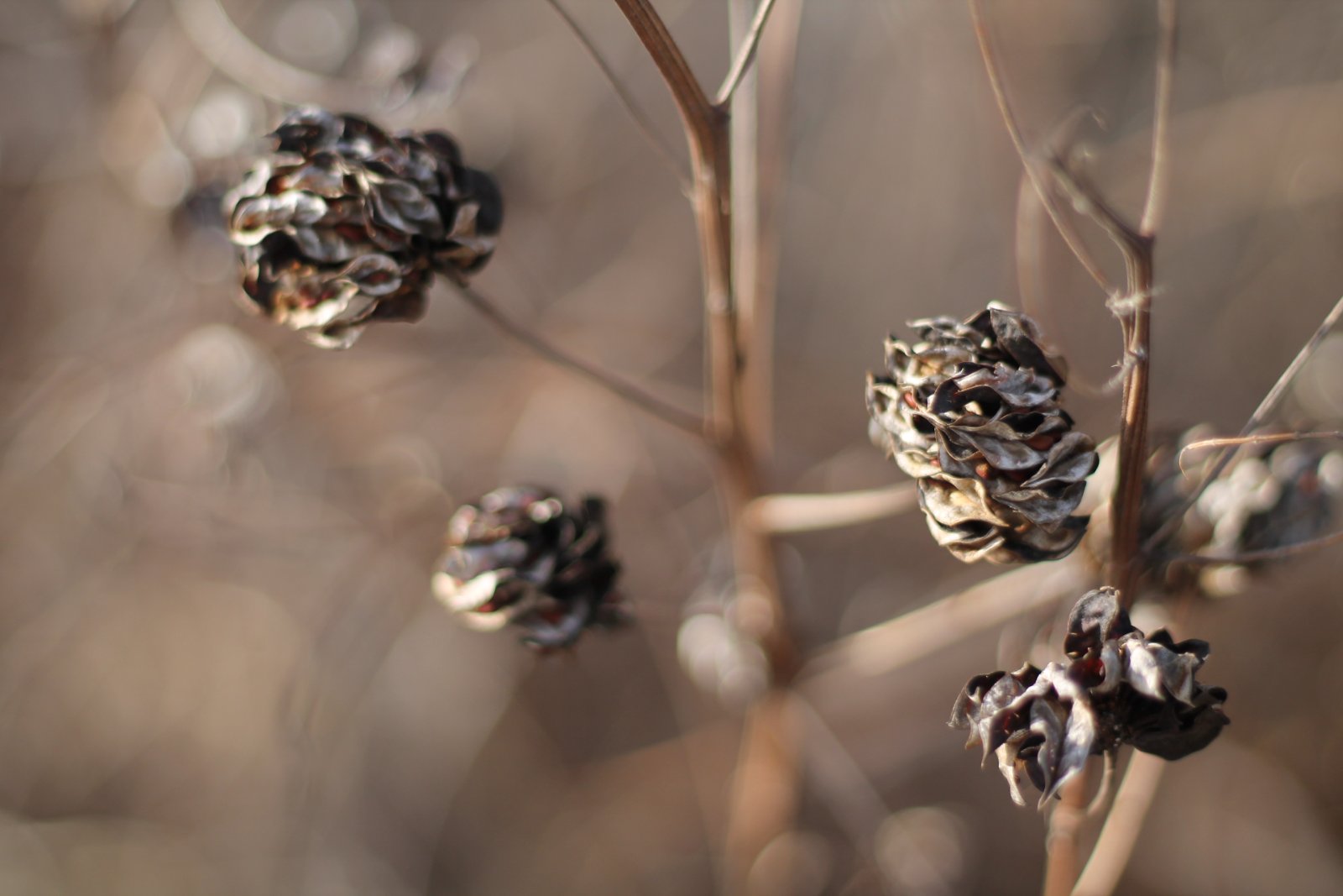 Portfolio | Sarah Myose — Art & Marketing Work Photography — image 13