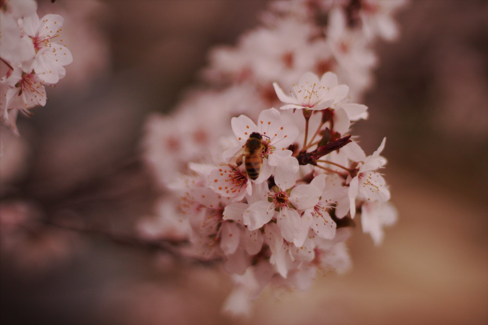Portfolio | Sarah Myose — Art & Marketing Work Photography — image 7